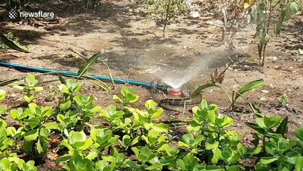 Wild monitor lizard takes a shower in a garden sprinkler