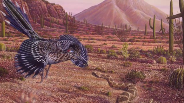 Đến rắn đuôi chuông cũng chào thua với loài chim này