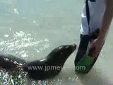 Galapagos Islands travel: Sea lion plays