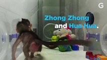 China Clones Monkeys For The First Time Ever