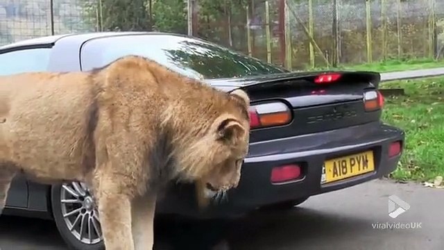Ce lion est bien décidé à refaire le pare-choc de cette voiture...