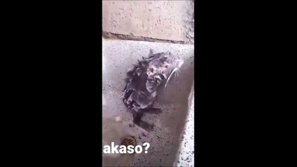 Un rat se lave comme un humain