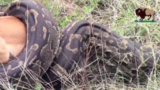 สารคดีสัตว์โลก:งูยักษ์กลืนวัวเข้าไปทั้งตัวได้อย่างไร Giant snake eating cow
