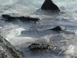 Galapagos Islands travel: Marine Iguanas