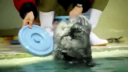 les chiens sont si mignons #1