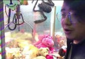 Cat Relaxes with Stuffed Animals Inside Claw Machine