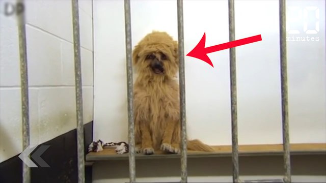 Ceci n'est pas (du tout) un chien - Le Rewind du lundi 29 janvier 2018