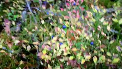 Еду Выбирать Щеночка Хаски HUSKY PUPPY