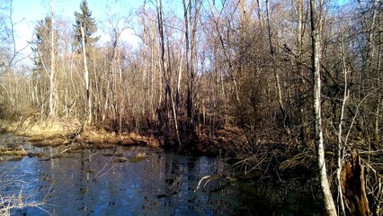 Morgens im Bruchwald auf Streife