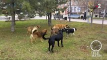 Sans frontières - Russie : Vaste campagne d'abattage des chiens errants