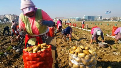 Ödemiş’te patates hasadı sürüyor