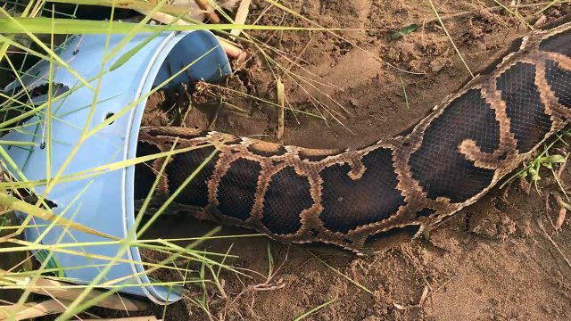 Amazing GIANT Snake Python Anaconda Trap 100 WORK