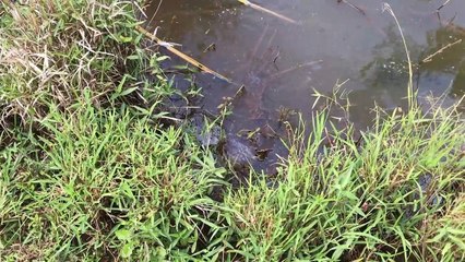 Amazing Girl Electricity Fishing to Shock GIANT Snakehead