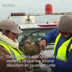 À Mexico, les faucons font la loi autour de l'aéroport