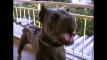 Los 10 perros más aterradores del mundo