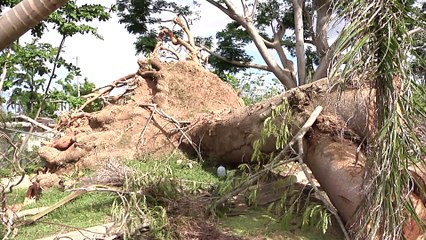 Fundación Luis Múñoz Marín preserva pulmón vegetal de Puerto Rico