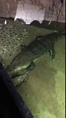 İSTANBUL ÜSKÜDAR ÜNALAN. MR AVM AKVARYUMDAKİ TİMSAHA DİKKAT