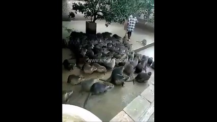 Les rats de New-York sont vraiment très gros!!!