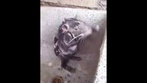 Rata banandose como Humano