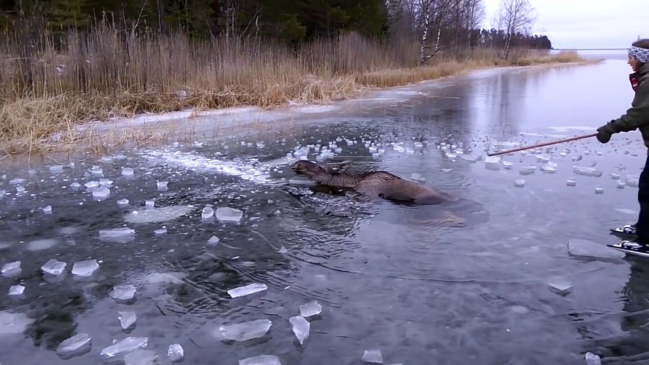 Moose Falls Through Ice And Drowns