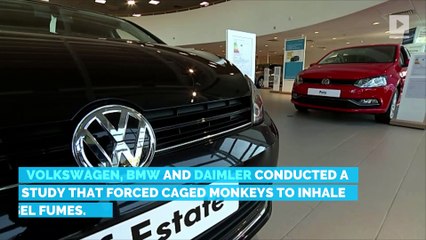 Volkswagen Admits to Using Monkeys to Test Diesel Fumes