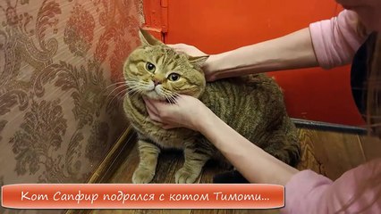Коты Тимоти и Сапфир ПОДРАЛИСЬ! КОГОТЬ Тимоти ЗАСТРЯЛ В НОСУ Сапфира!