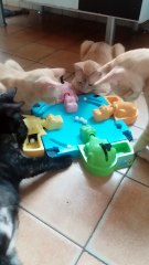 Cats Play Hungry Hungry Hippos