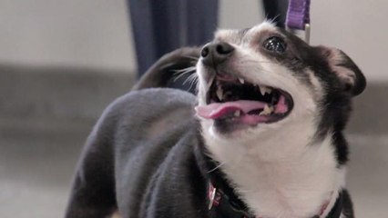 This Is How Much Owning A Pet Costs Annually