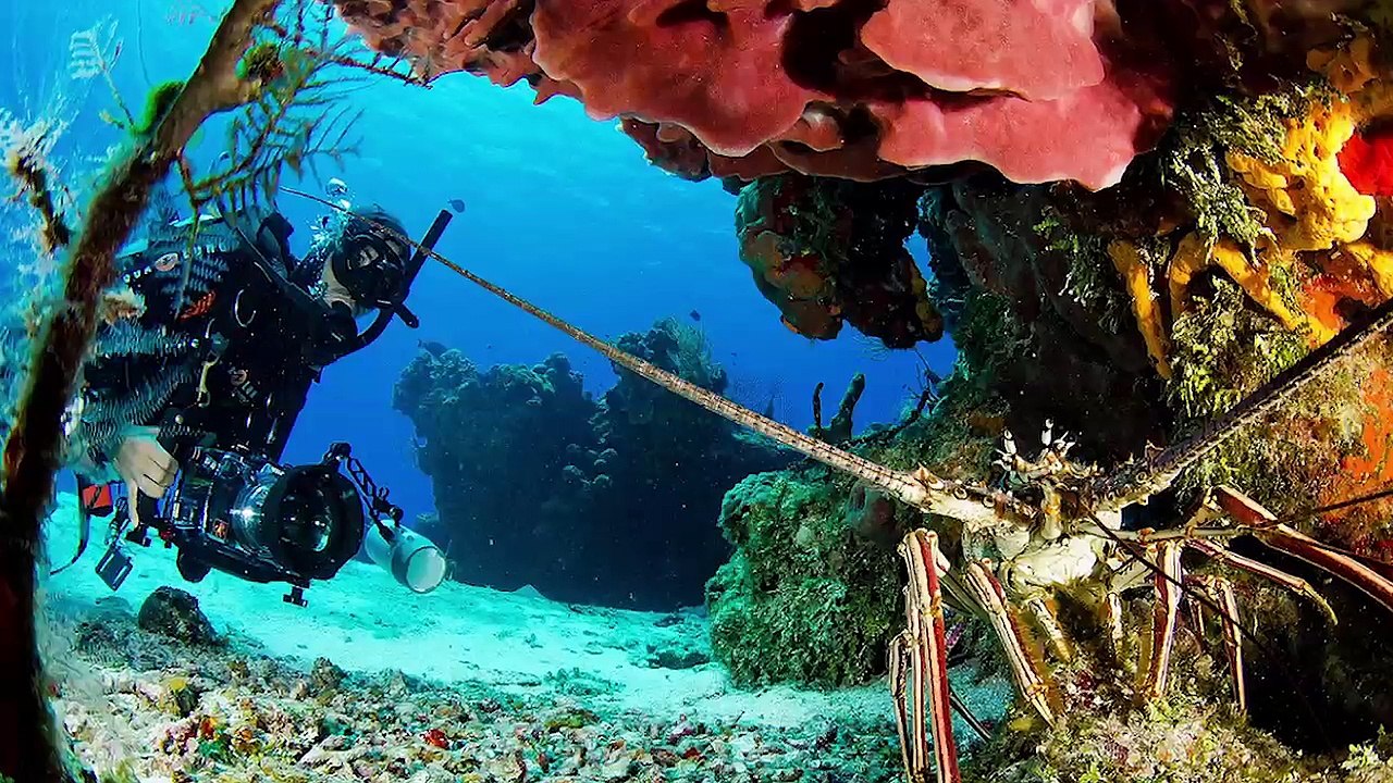 Occidental Cozumel