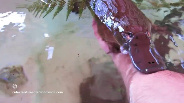 Les Ornithorynques sont vraiment des animaux adorables... j'en veux un!