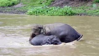 An elephant tried to rescued a baby who was separated during bath time