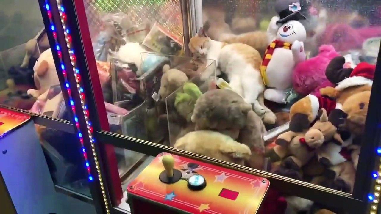Au calme dans la machine à pince