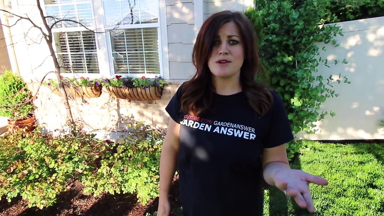 Garden Tour (Our Old House)