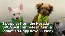 2 Nevada puppies to compete in Animal Planet's 'Puppy Bowl'