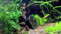 Planted aquarium update! 180 gallon and 240 gallon crystal shrimp tank!