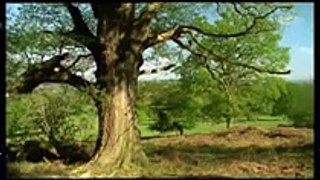 Ants Documentary Channel Life in the Undergrowth 05 Supersocieties