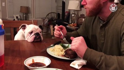 Best Pets of The Week Video Compilation | January 2018 Week 3