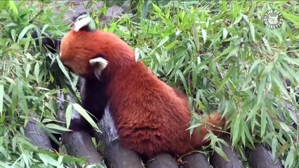 Precious Pandas Video Compilation 2018