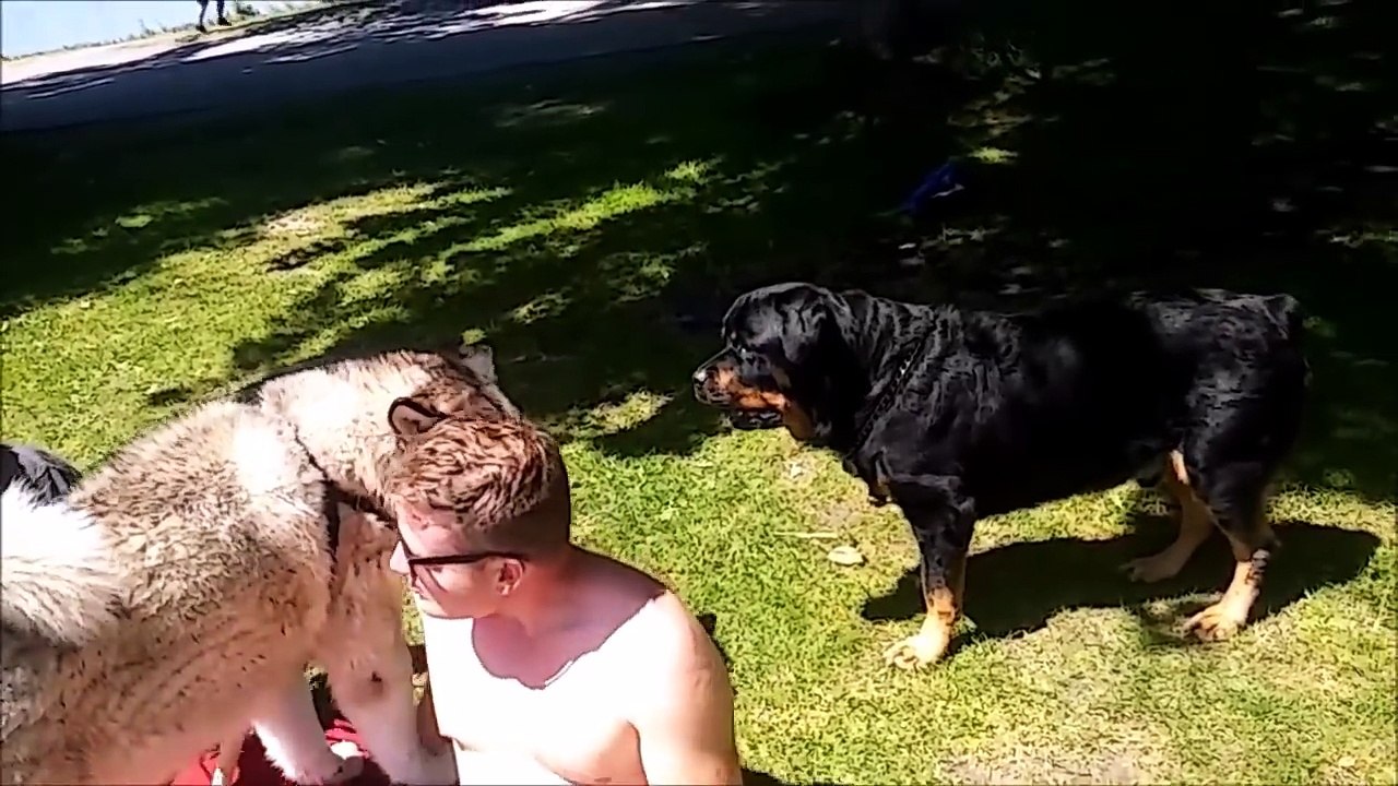 GLADIATOR ROTTWEILER VS HUSKY MALAMUTE!!! MALAMUTE DESTROYS ROTTWEILERS TOY
