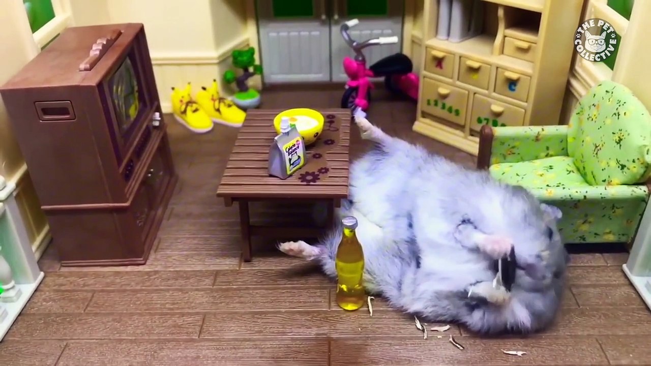 Hungry Hungry Hamsters | Funny Pet Videos 2018