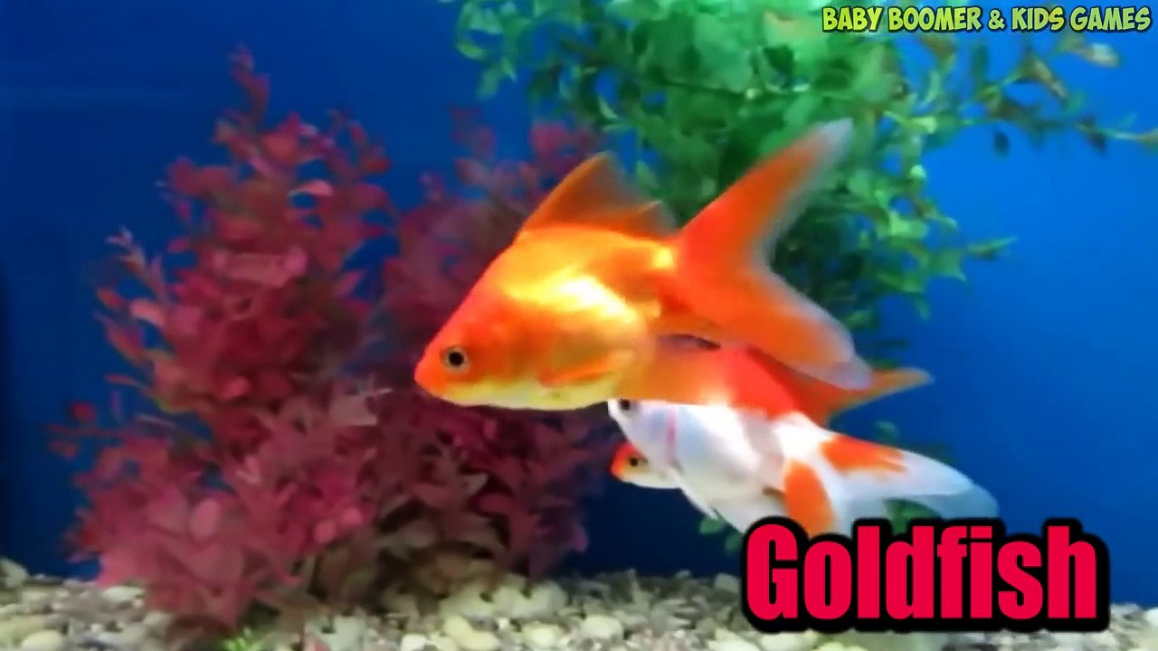 Baby Play ANIMAL MATCH UP | Baby Learn About Sea Animals Combined Real Animals | Babies fun game