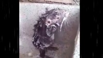 Cutest Rat taking a shower - Rata bañandose ( Full HD )