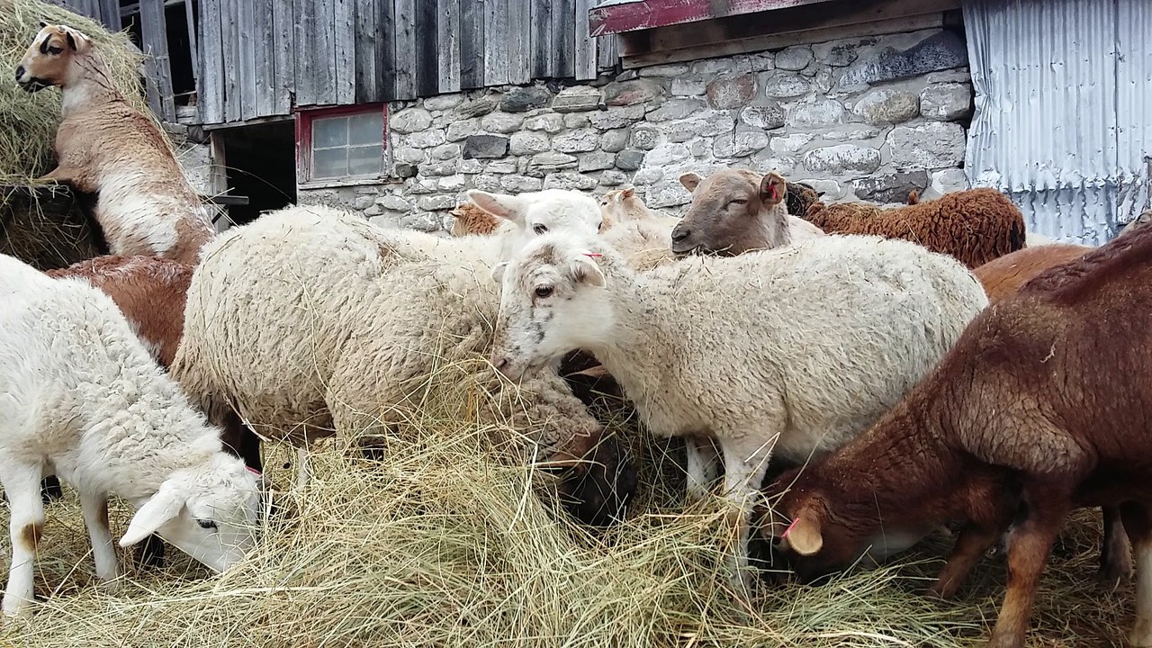 Plein de moutons