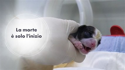 Clonare il proprio cane è farla in barba alla morte?