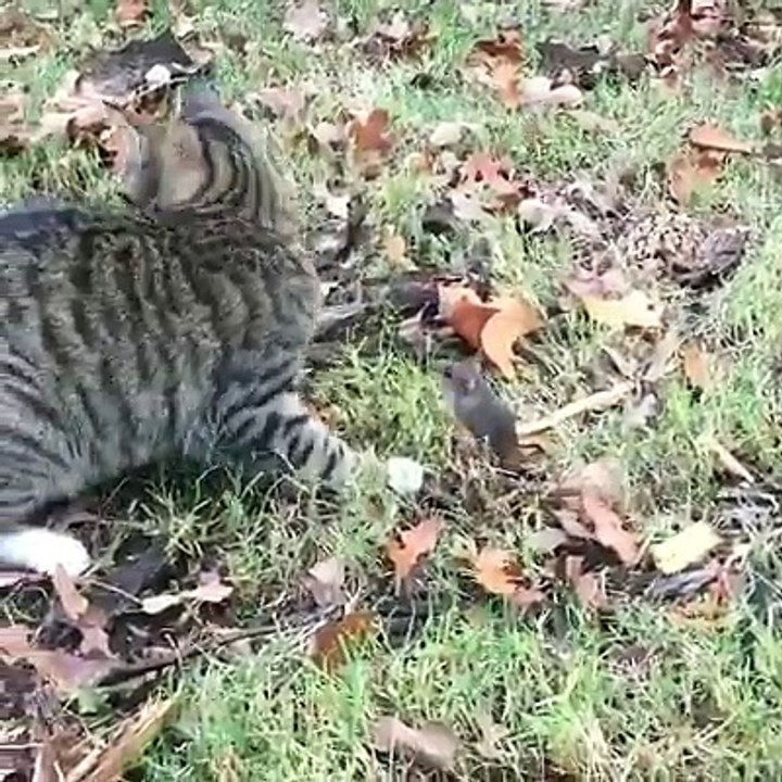 FUUNY ANIMAL