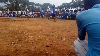 நெடுங்குளம் ஜல்லிக்கட்டில் சீறி பாய்ந்த காளைகள்!- வீடியோ