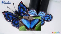 Кейн Крыло бабочки из полимерной глины Cernit ❤ Мастер-класс