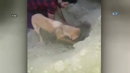 Toprak Altında Kalan Yavrularını Kurtarmayı Başardı