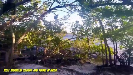 Real Mermaids found alive caught on tape NEW 2016 MUST watch / Videos reales de sirenas