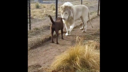 Ce lion est vraiment un gentleman avec ce chien... Hop, bisous sur la patte